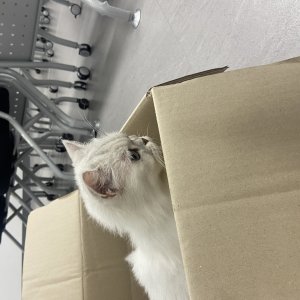 고양이 주인을 찾습니다 고양이 전단지
