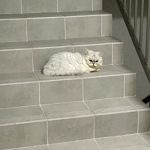 고양이 구조 페르시안 경기도 남양주시