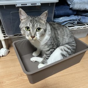 고양이 실종 코리아쇼트헤어 서울특별시 금천구