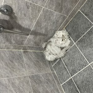 고양이를 찾습니다 고양이 전단지