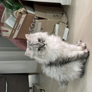 고양이 실종 페르시안 경기도 고양시 덕양구