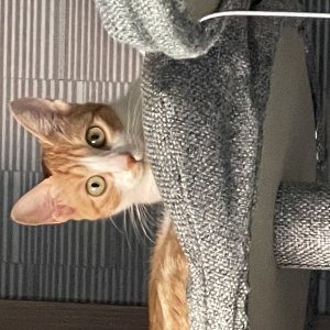 고양이 실종 코리아쇼트헤어 경상북도 안동시