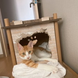 고양이를 찾습니다 고양이 전단지