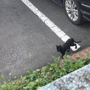 고양이 주인을 찾습니다 고양이 전단지
