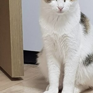 고양이 실종 코리아쇼트헤어 경기도 의정부시