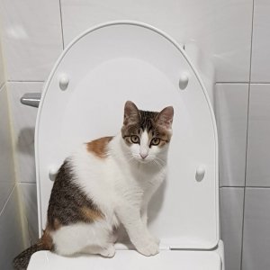 고양이를 찾습니다 고양이 전단지