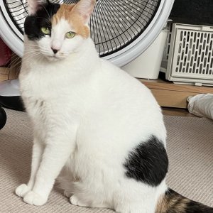 고양이를 찾습니다 고양이 전단지
