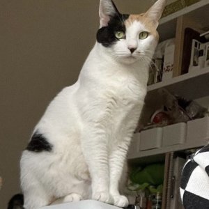 고양이 실종 코리아쇼트헤어 서울특별시 용산구