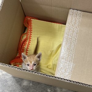 고양이 구조 코리아쇼트헤어 경기도 안양시 만안구