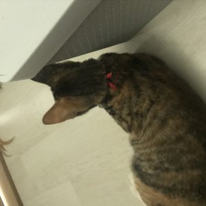 고양이 주인을 찾습니다 고양이 전단지