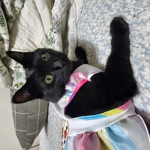 고양이를 찾습니다 고양이 전단지