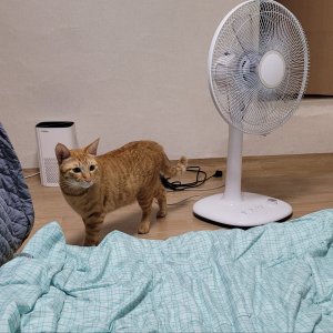 고양이를 찾습니다 고양이 전단지