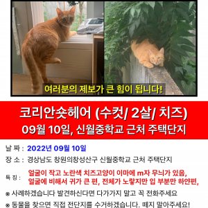 고양이 실종 코리아쇼트헤어 경상남도 창원시 성산구