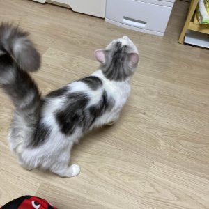 고양이를 찾습니다 고양이 전단지
