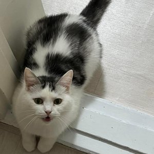 고양이 실종 코리아롱헤어 경상남도 창원시 의창구