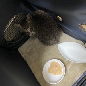 고양이 구조 코리아쇼트헤어 서울특별시 마포구
