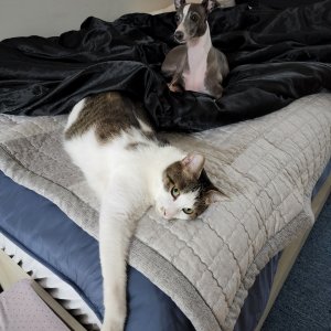 고양이를 찾습니다 고양이 전단지