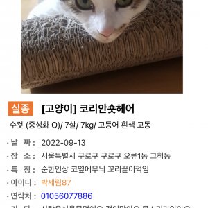 고양이 실종 코리아쇼트헤어 서울특별시 구로구