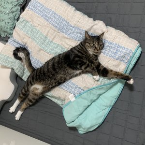 고양이를 찾습니다 고양이 전단지