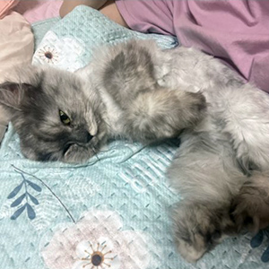 고양이 실종 페르시안 서울특별시 중랑구