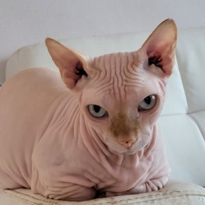고양이 실종 스핑크스 경상북도 영천시