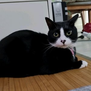 고양이 실종 코리아쇼트헤어 경상남도 양산시