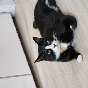 고양이를 찾습니다 고양이 전단지