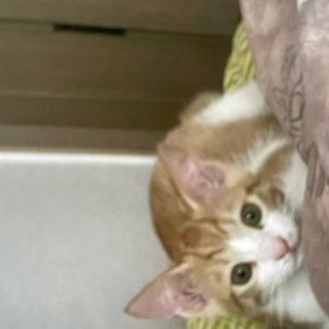 고양이 실종 코리아쇼트헤어 경기도 의정부시