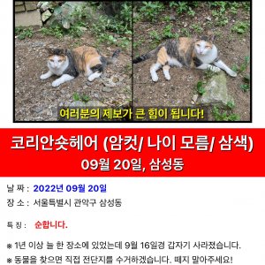 고양이 실종 코리아쇼트헤어 서울특별시 관악구