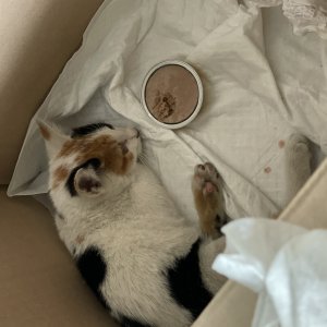 고양이 구조 코리아쇼트헤어 경상남도 창원시 의창구