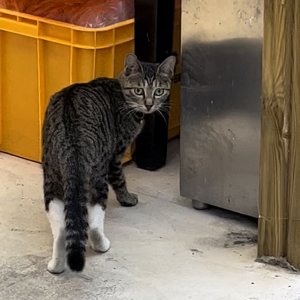 고양이 목격 코리아쇼트헤어 대구광역시 수성구