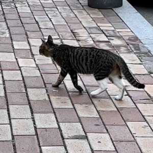 고양이 주인을 찾습니다 고양이 전단지