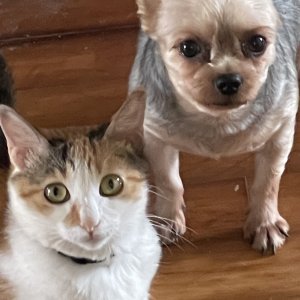 고양이를 찾습니다 고양이 전단지