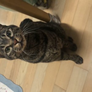 고양이를 찾습니다 고양이 전단지