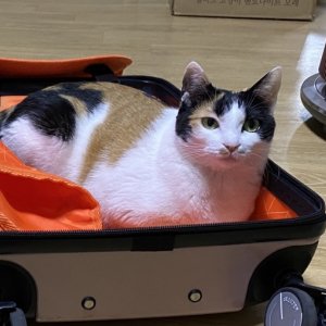 고양이 실종 코리아쇼트헤어 대구광역시 서구