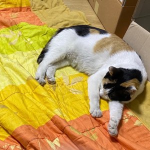 고양이를 찾습니다 고양이 전단지