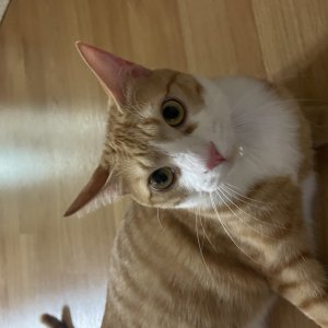 고양이를 찾습니다 고양이 전단지