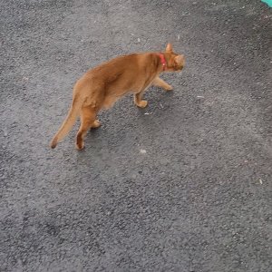 고양이 주인을 찾습니다 고양이 전단지