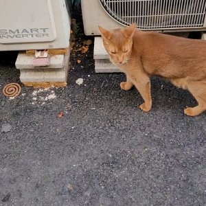 고양이 목격 아비시니안 서울특별시 용산구