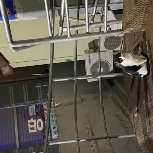 고양이 목격 코리아쇼트헤어 광주광역시 남구