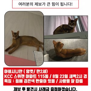 고양이 실종 아비시니안 경기도 안성시