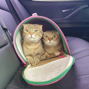 고양이 실종 스코티시폴드 서울특별시 송파구