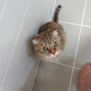 고양이를 찾습니다 고양이 전단지
