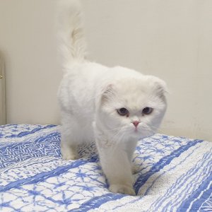 고양이 주인을 찾습니다 고양이 전단지