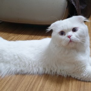 고양이 구조 스코티시폴드 서울특별시 구로구