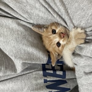 고양이 구조 코리아쇼트헤어 서울특별시 송파구