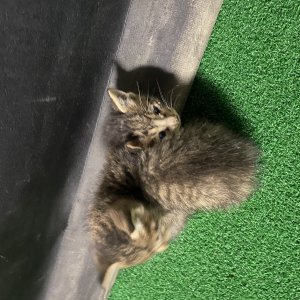고양이 구조 요크쵸코렛 경기도 수원시 영통구