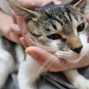 고양이 구조 코리아쇼트헤어 경기도 성남시 분당구