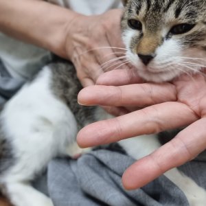 고양이 주인을 찾습니다 고양이 전단지
