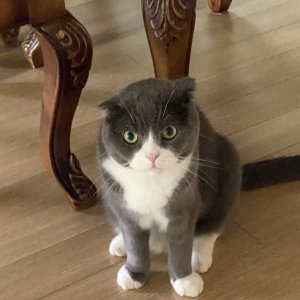 고양이 구조 스코티시폴드 경기도 수원시 권선구